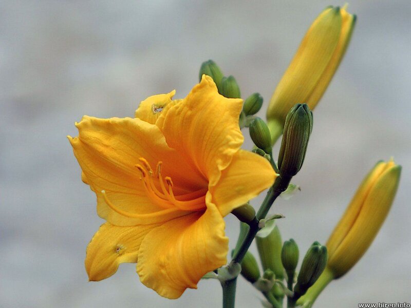 Yellow Daylily Flower — Calm, Photograph, Buds