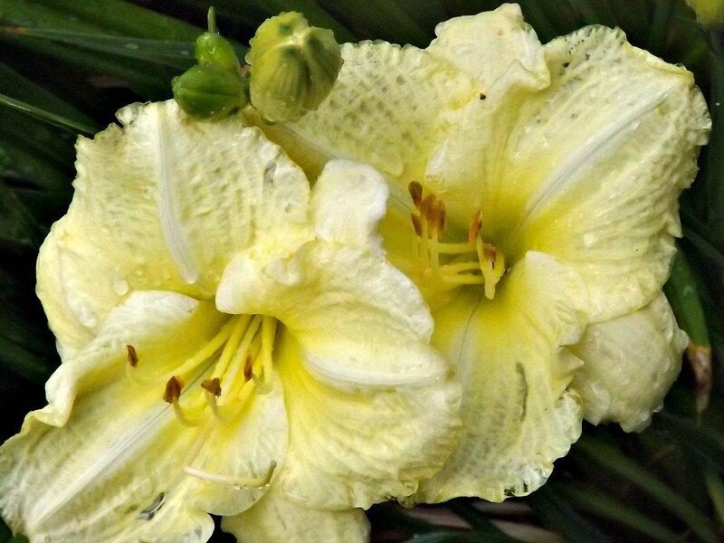 Yellow Daylily Flower — Calm, Photograph, Green Leaves