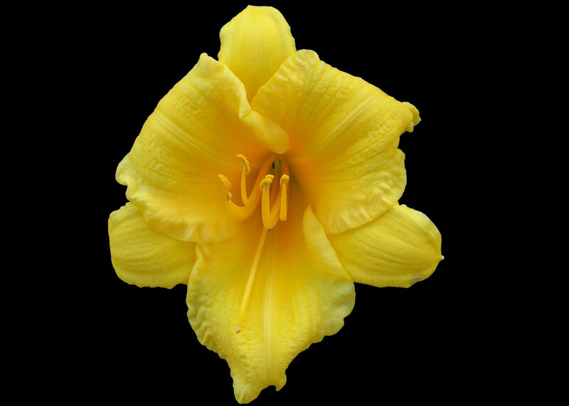 Yellow Daylily Flower — Calm, Photograph, Petals, Stamen