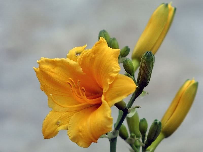 Yellow Daylily Flower — Calm, Photograph