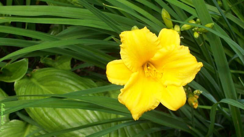 Yellow Daylily Flower — Calm, Summer, Photograph