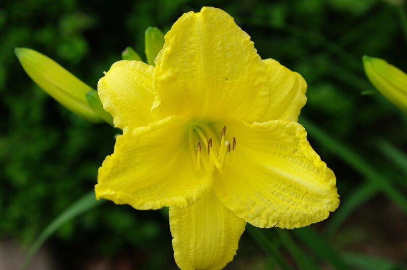 Yellow Daylily Flower — Calm, Summer