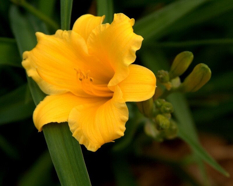 Yellow Daylily Flower — Calm