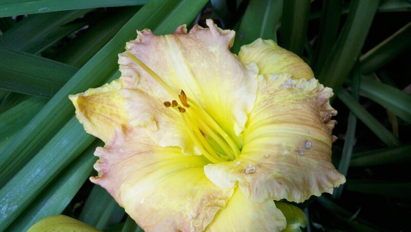 Yellow Daylily Flower — Natural, Afternoon