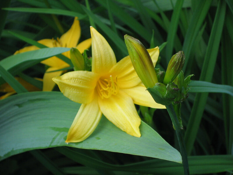Yellow Daylily Flower — Natural, Summer, Photograph