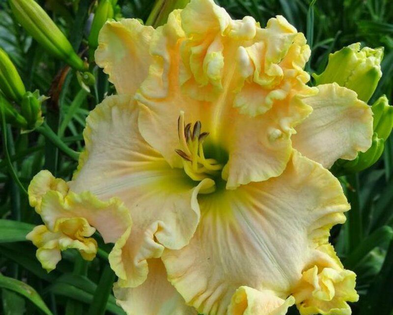Yellow Daylily Flower — Natural, Summer