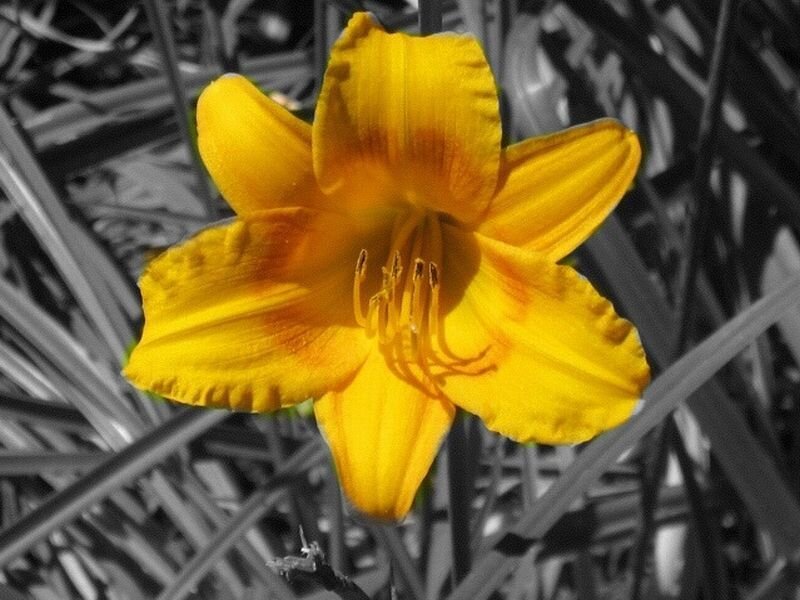 Yellow Daylily Flower — Natural