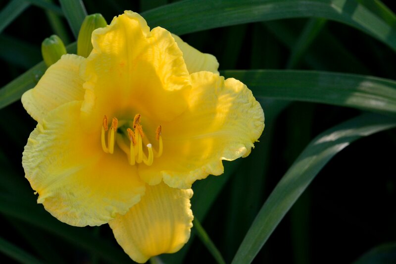 Yellow Daylily Flower — Serene, Afternoon