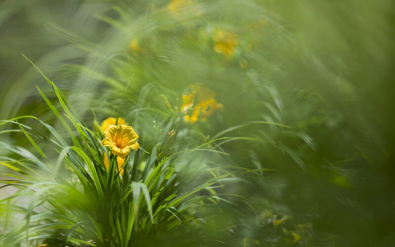 Yellow Daylily Flower — Serene