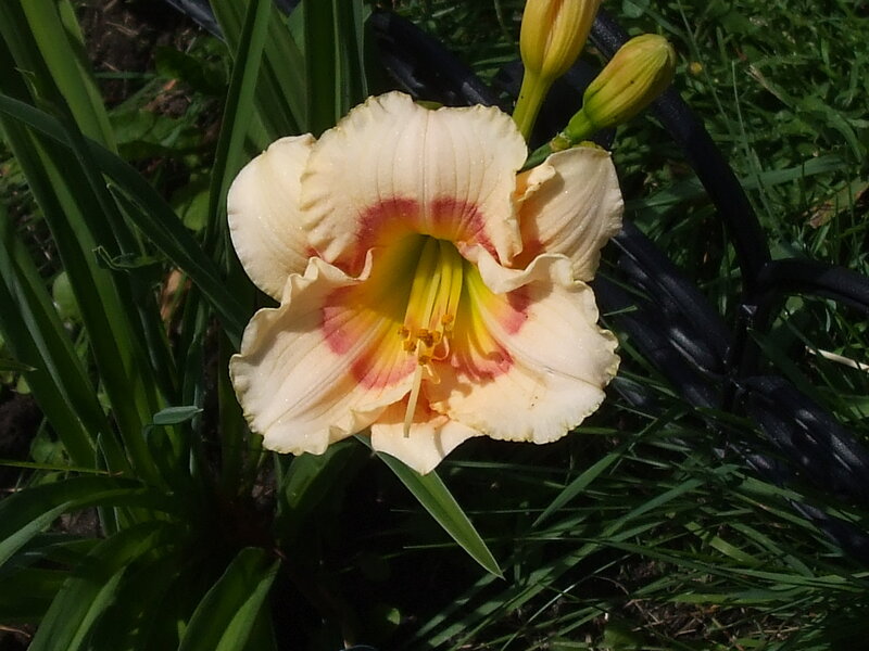yellow daylily flower