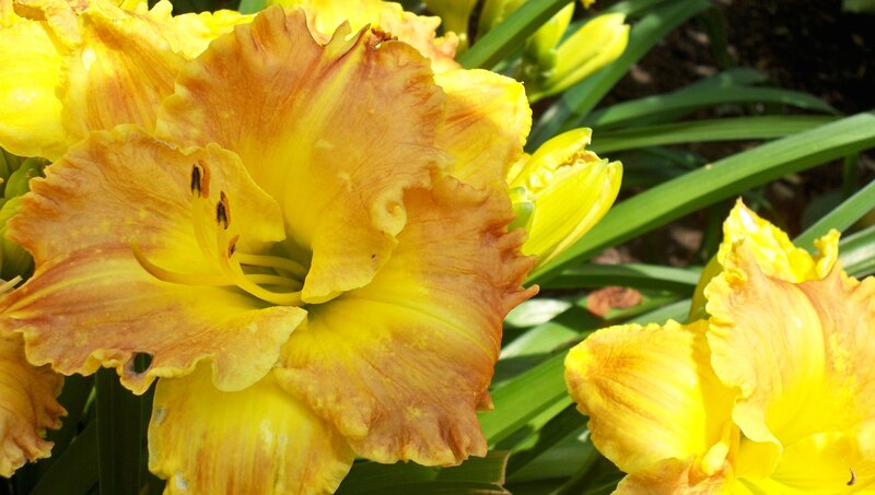 yellow daylily in bloom