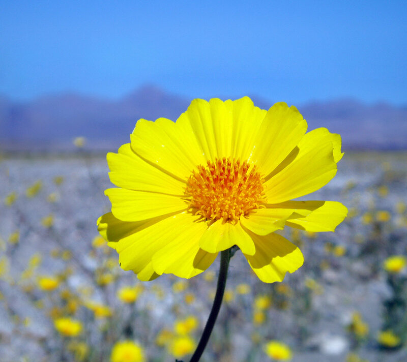 Yellow Desert Flower