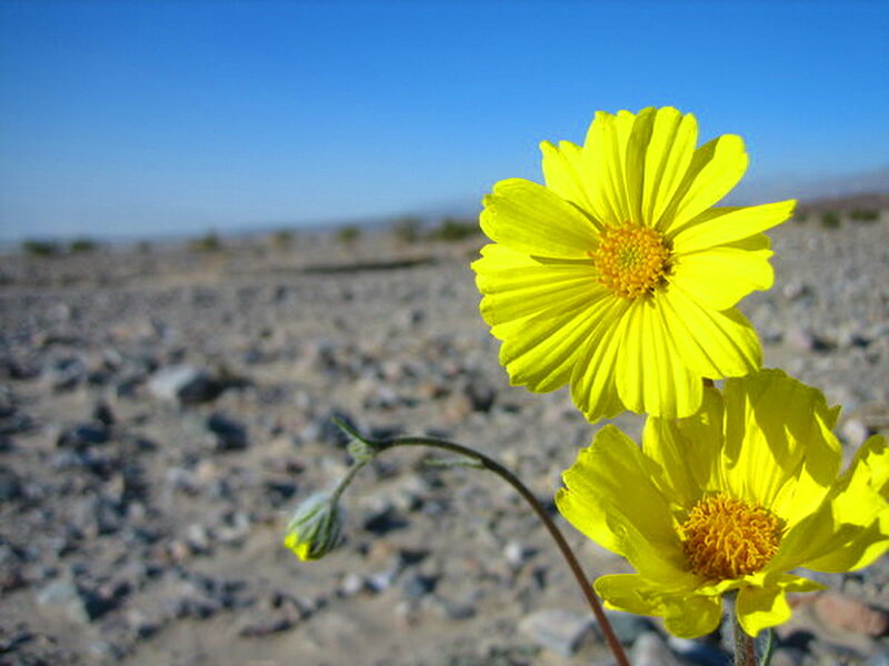 Yellow Desert Flowers — Serene