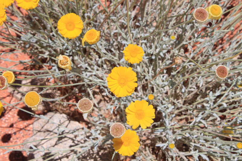 Yellow Desert Flowers