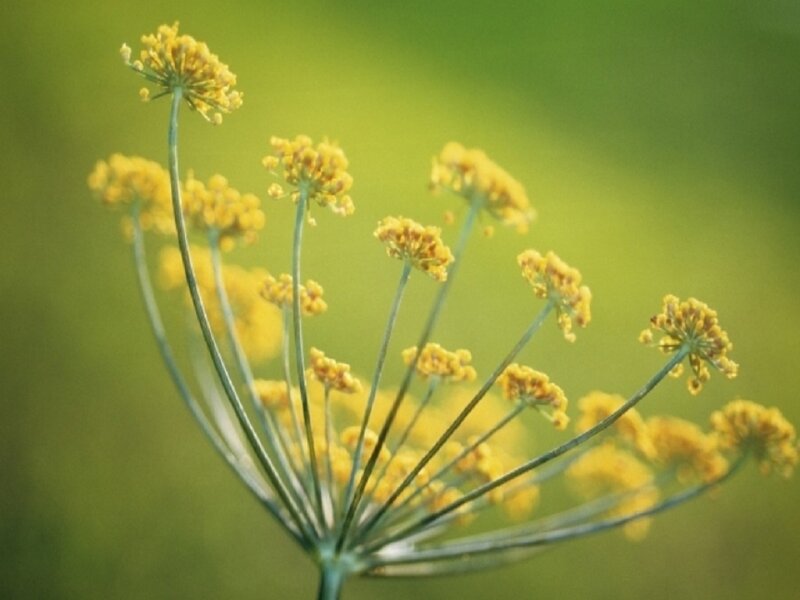 Yellow Dill Flower