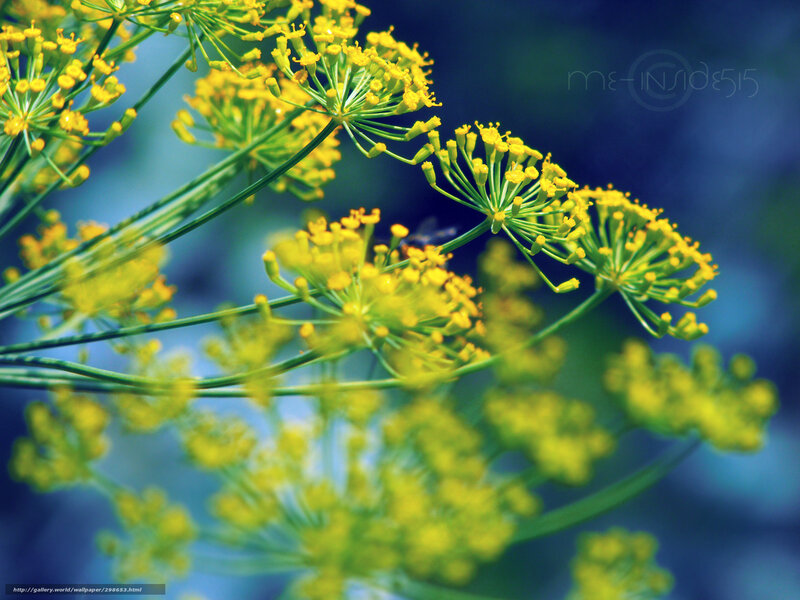 Yellow dill flowers in bloom