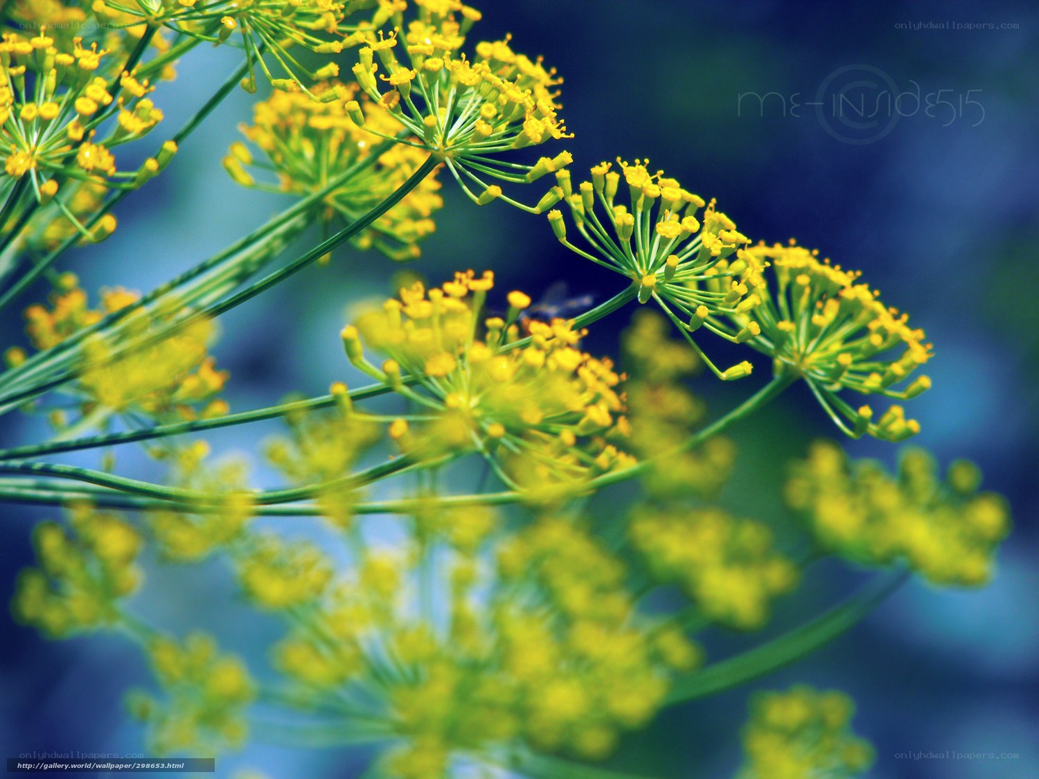 Yellow dill flowers in bloom