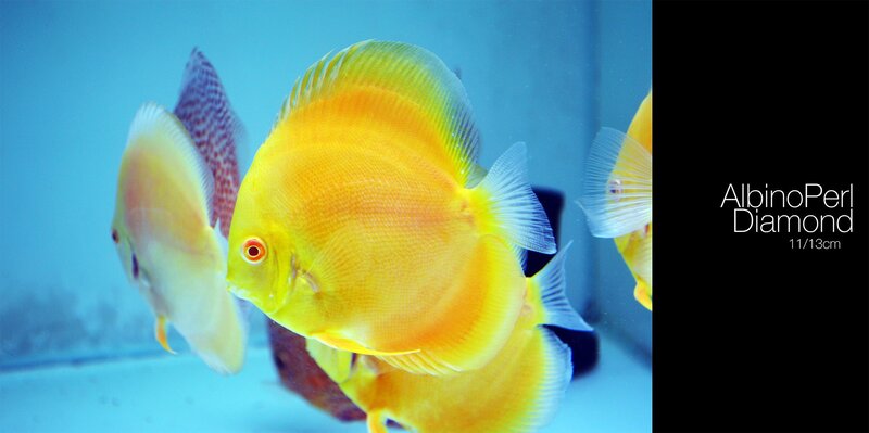 Yellow Discus Fish — Calm