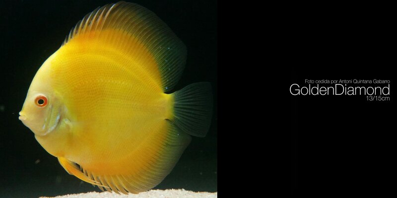 Yellow Discus Fish — Serene