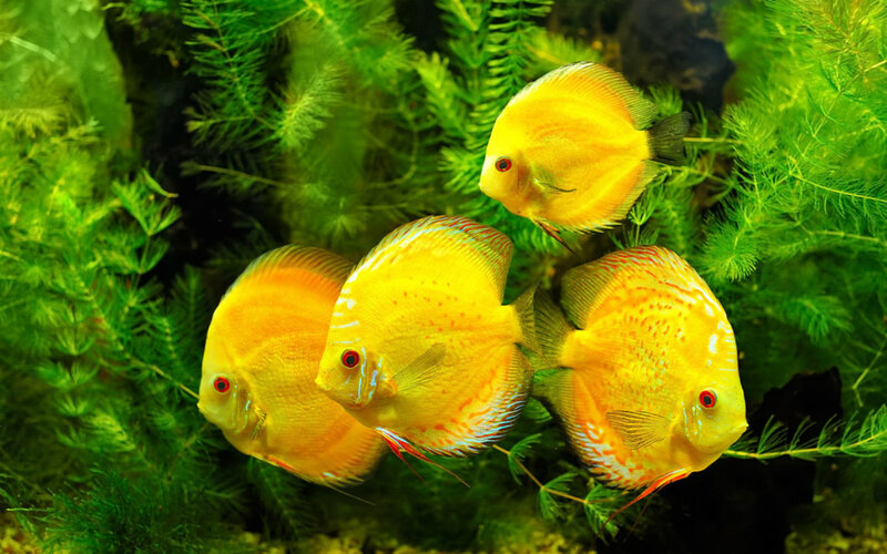 Yellow Discus Fish
