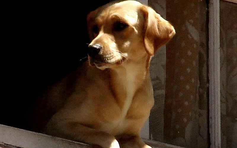 Yellow Dog by Window