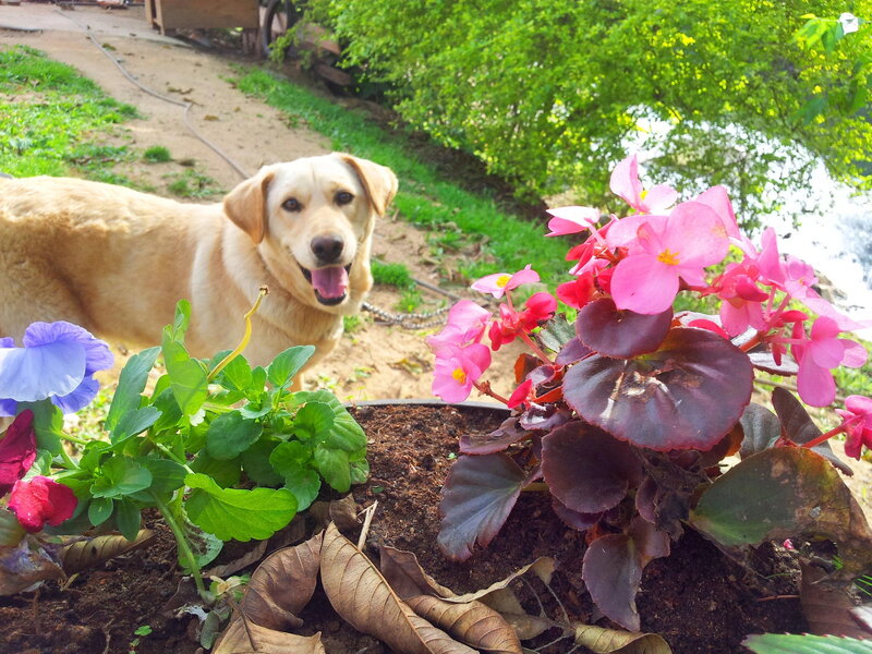 Yellow Dog in Garden