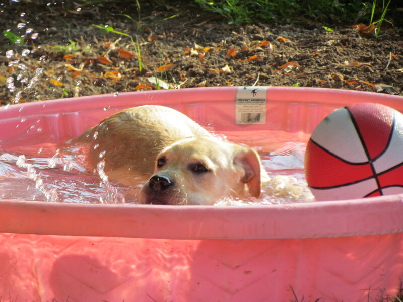Yellow Dog in Pool