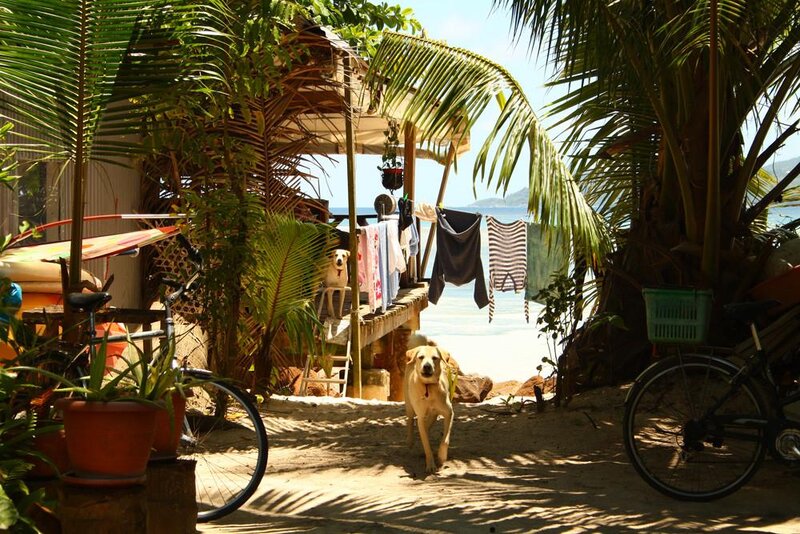 Yellow Dog on Beach
