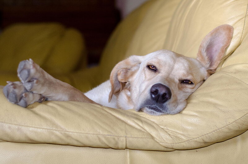 Yellow Dog on Couch