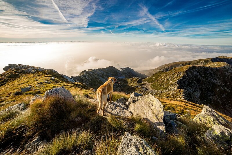 Yellow Dog on Mountain