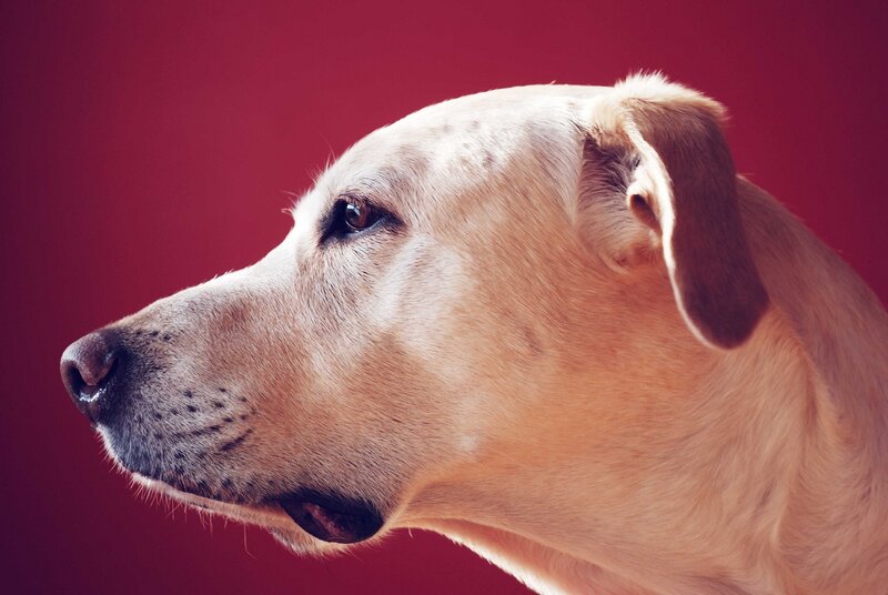 yellow dog portrait
