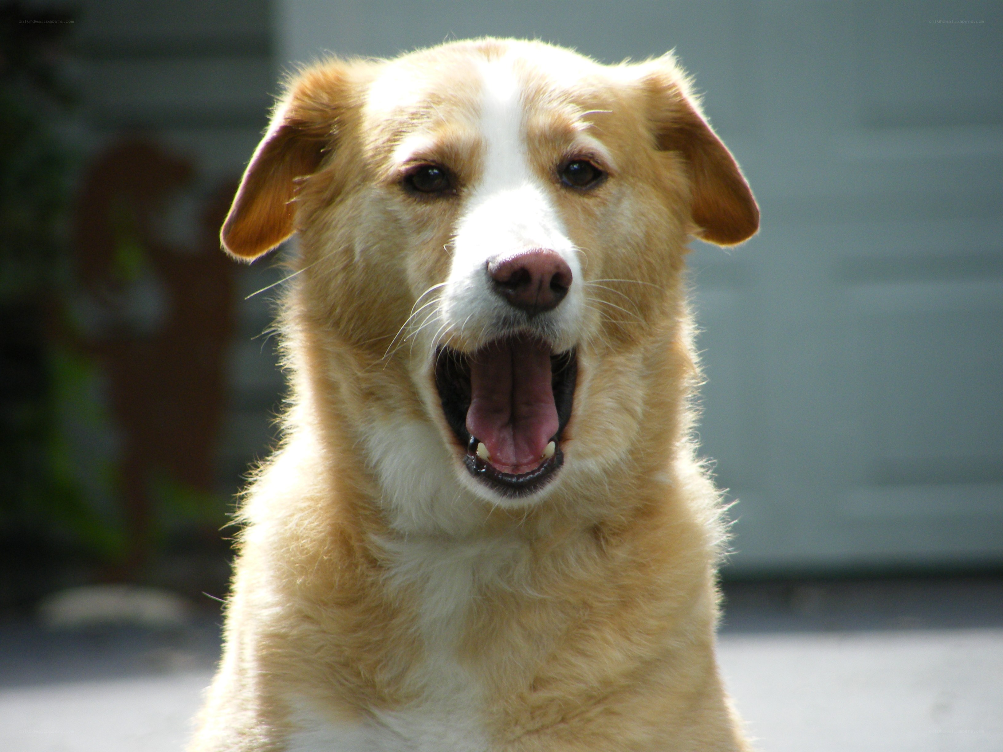 yellow dog yawning