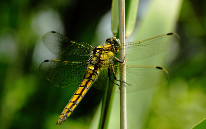 Yellow dragonfly on a stem