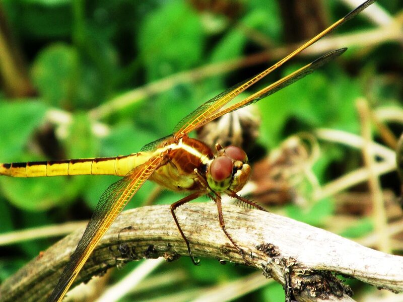 Yellow Dragonfly on Branch