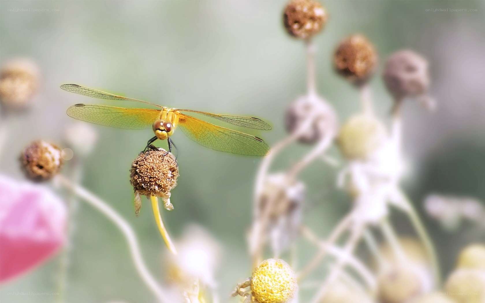 Yellow dragonfly on flower