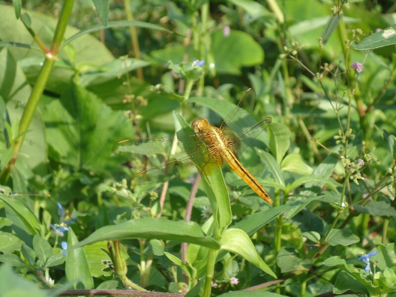 Yellow Dragonfly on Leaf — Green