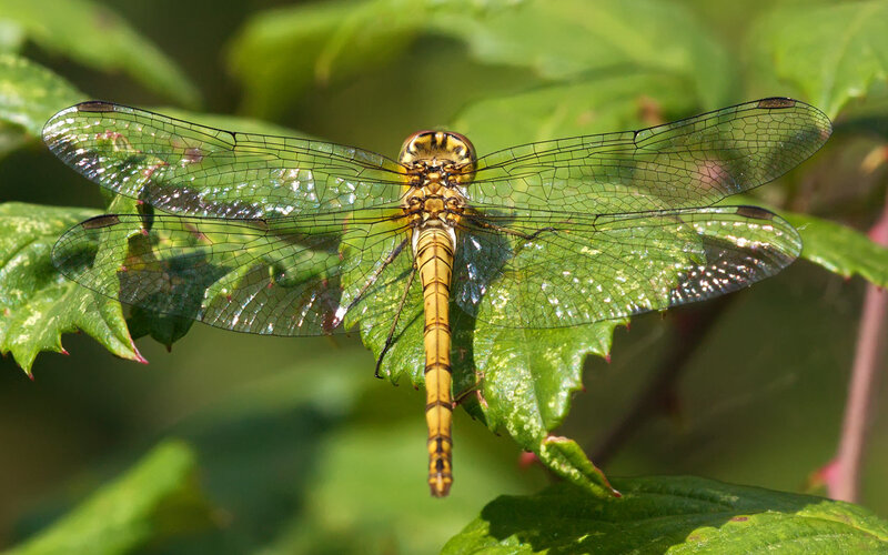 Yellow Dragonfly on Leaf