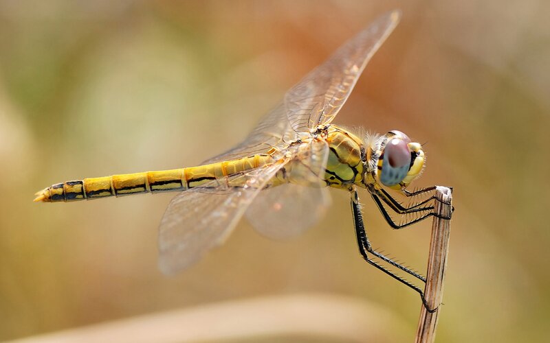 Yellow Dragonfly on Stem — Calm