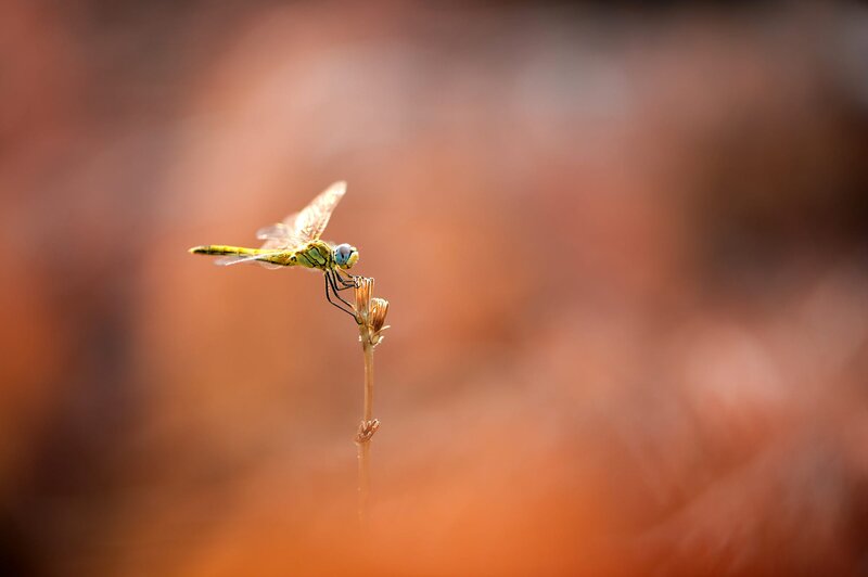 Yellow Dragonfly on Stem — Orange
