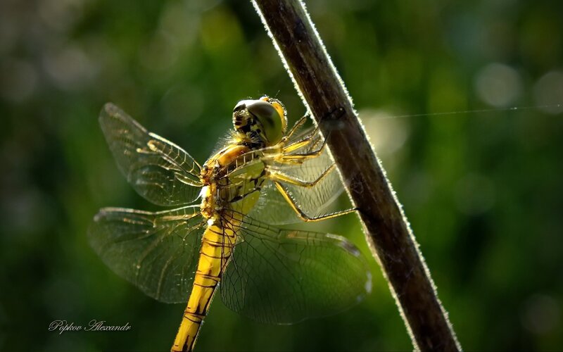 Yellow Dragonfly on Stem — Serene