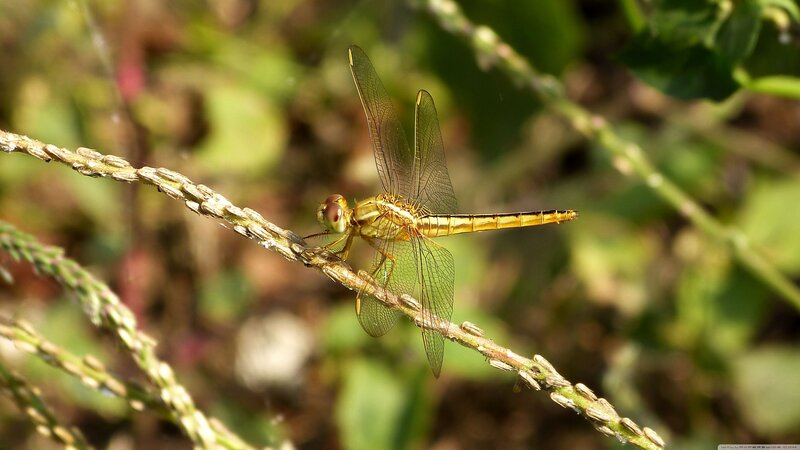 Yellow Dragonfly on Stem