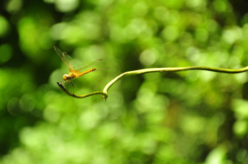 Yellow Dragonfly on Vine