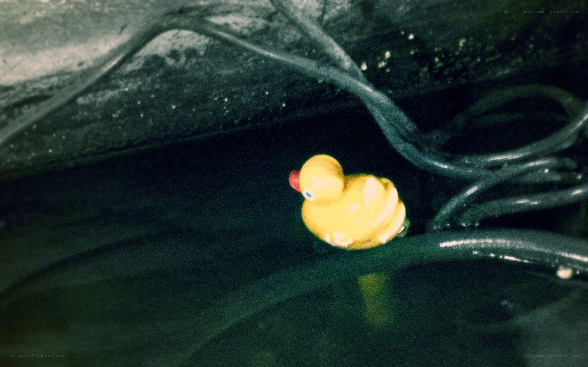 Yellow duck in dark water