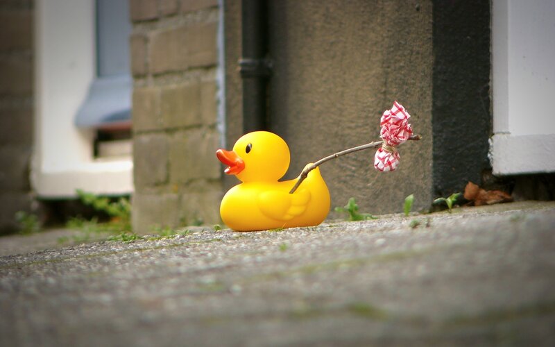 Yellow duck with flower
