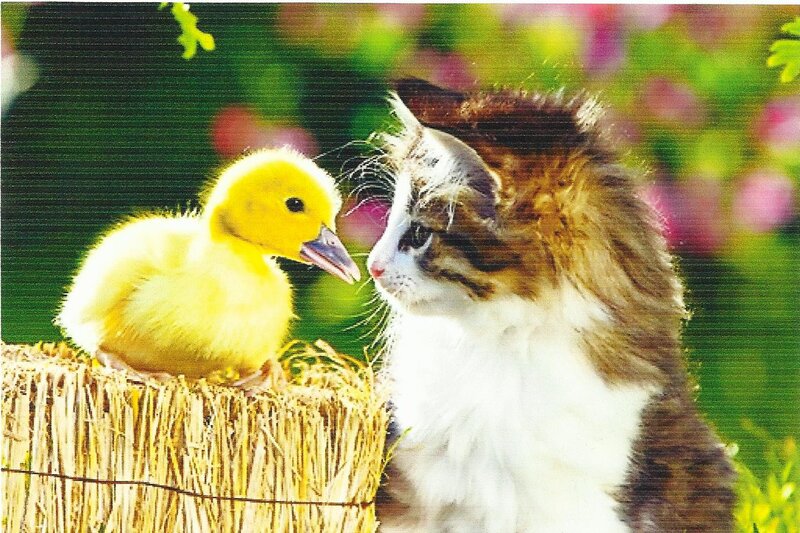 Yellow Duckling and Cat