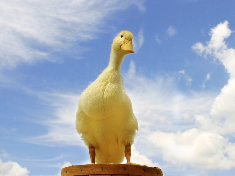 Yellow Duckling — Blue