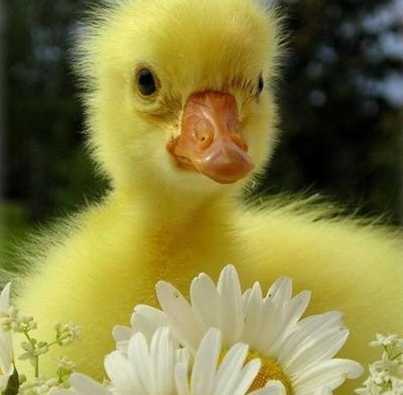 Yellow Duckling — Calm, Afternoon