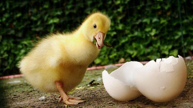 Yellow Duckling — Calm, Morning