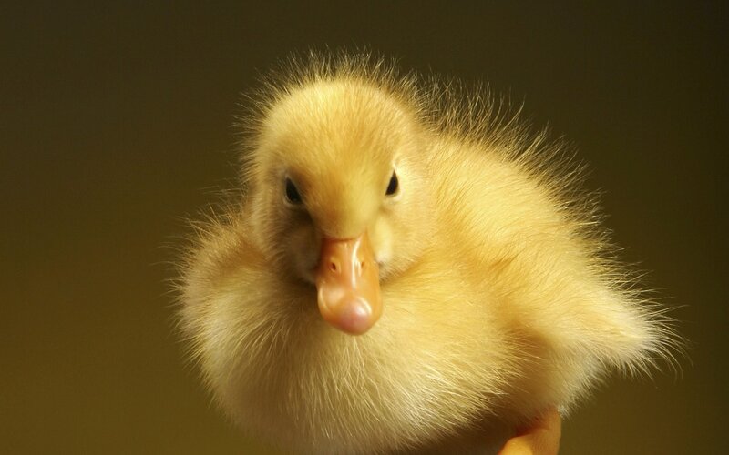 Yellow Duckling — Calm, Photograph, Beak