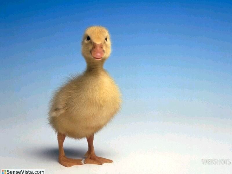 Yellow Duckling — Calm, Photograph, Blue Sky